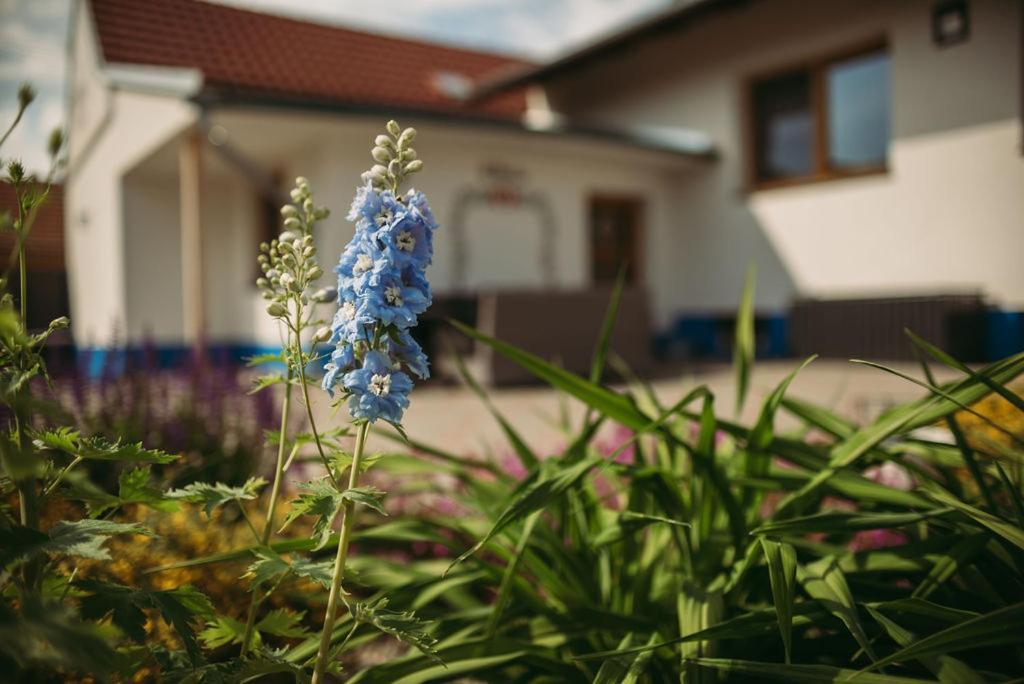 Apartman U Draba: Ubytovani Na Slovacku V Miloticich U Kyjova Milotice Exterior photo